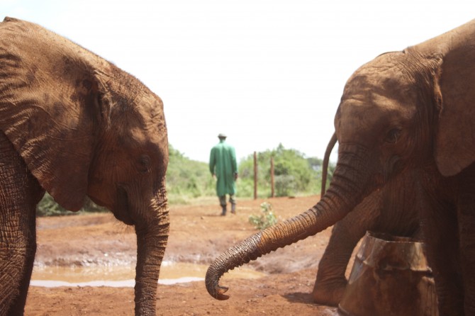 Elephant crossing!