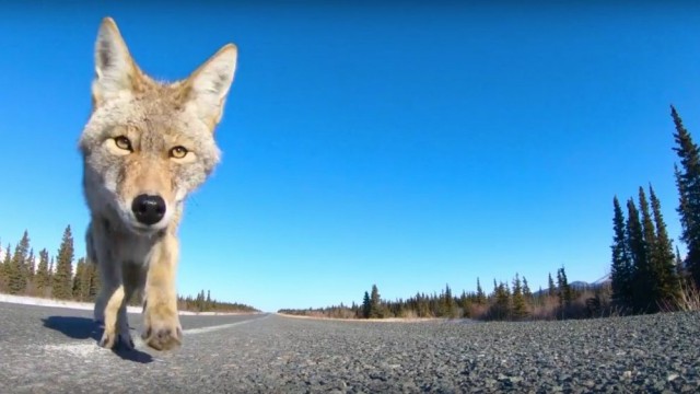Coyote takes GoPro