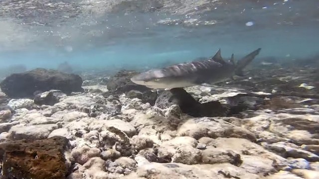 Kitesurfing With SHARKS - FREISTIEL SERIES #52