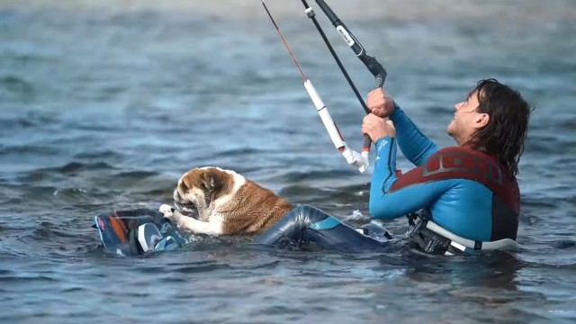 TAKEN OUT BY A DOG!!! - Court In The Act Ep. 143