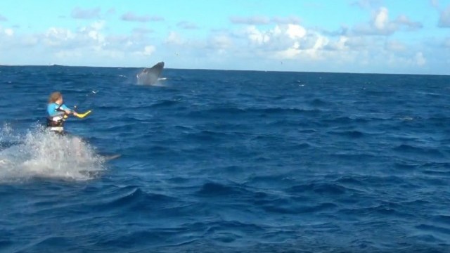 Whales in Mauritius
