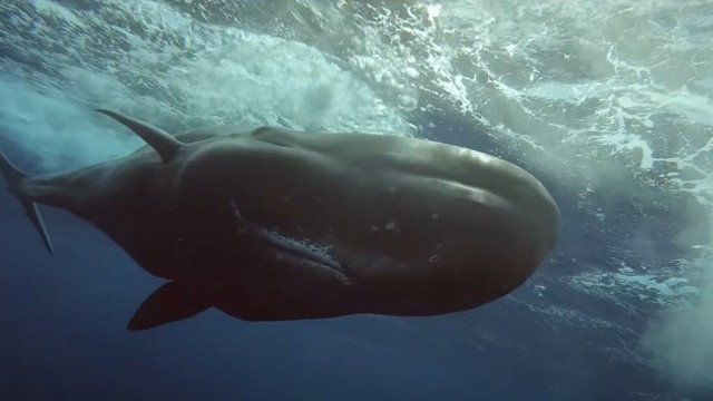 Play with Willy Whale