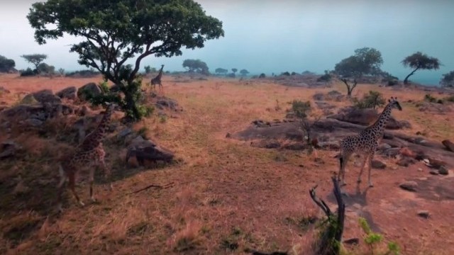 Incredible Wild Life & Kite surfing in Tanzania | Forest Bakker 2017