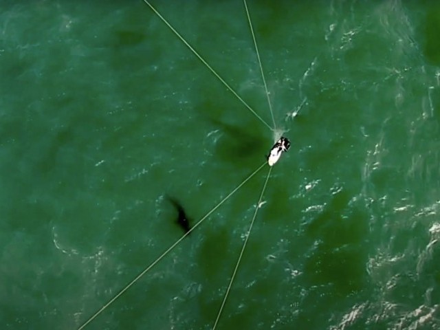 Shark Meet