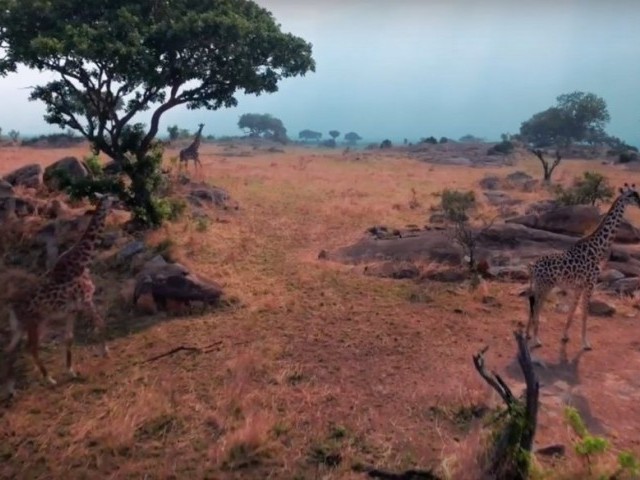 Incredible Wild Life & Kite surfing in Tanzania | Forest Bakker 2017