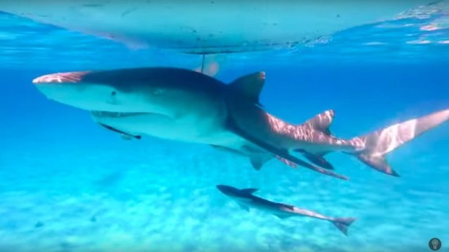 Testing if Sharks Can Smell a Drop of Blood