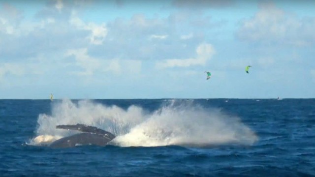 Whales' Waves at One Eye