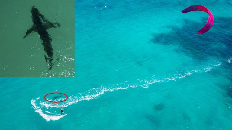Kitesurfing : Great White Shark Turning Around Me !