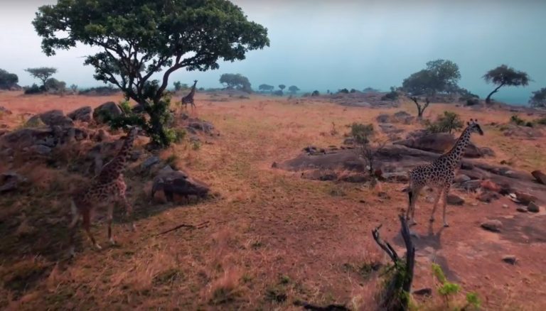 Incredible Wild Life & Kite surfing in Tanzania | Forest Bakker 2017