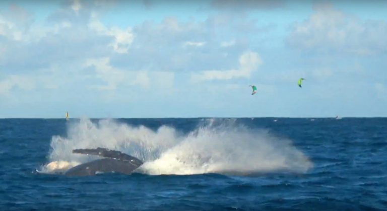 Whales' Waves at One Eye