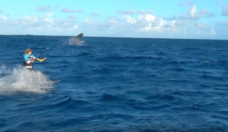Whales in Mauritius