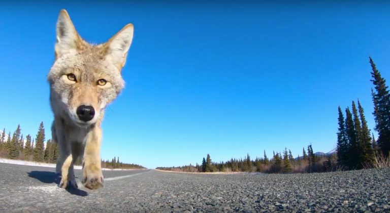Coyote takes GoPro