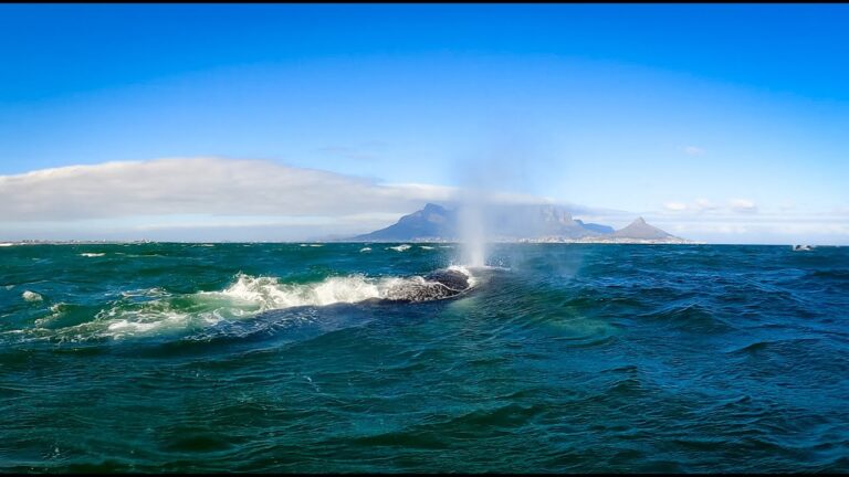 I TRIPPED OVER A WHALE! Kitesurfing in Cape Town is INSANE!