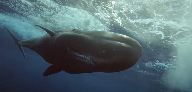 Play with Willy Whale