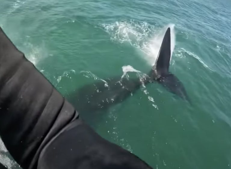 Just casual kitesurfing in South Africa. What a beauty!