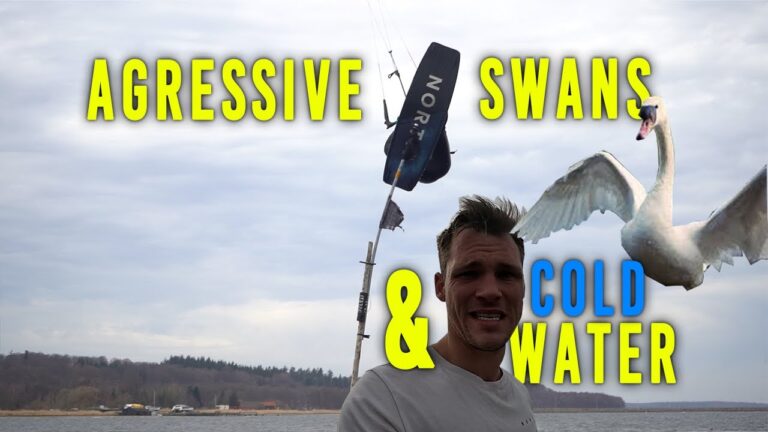 agressive swans COLD WATER and a freeride session