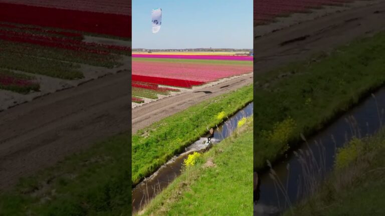 Life is better in colour, cruising through the tulip fields in the Netherlands