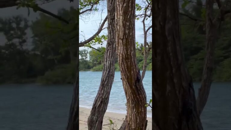 Tictac between the trees  #video #parati #bonito #cabarete