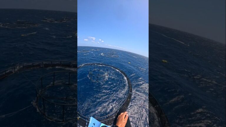 Crazy fisher net jump